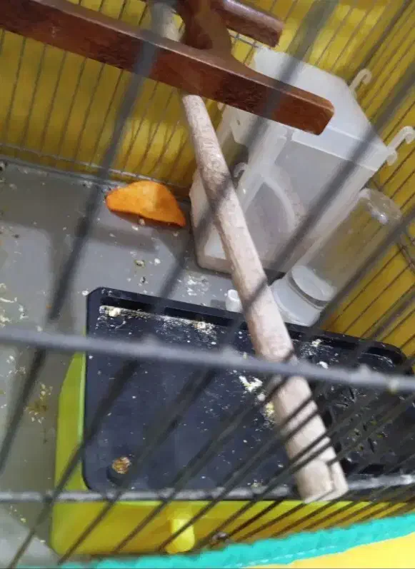 پرنده|لوازم جانبی حیوانات|قم, ولیعصر|دیوار