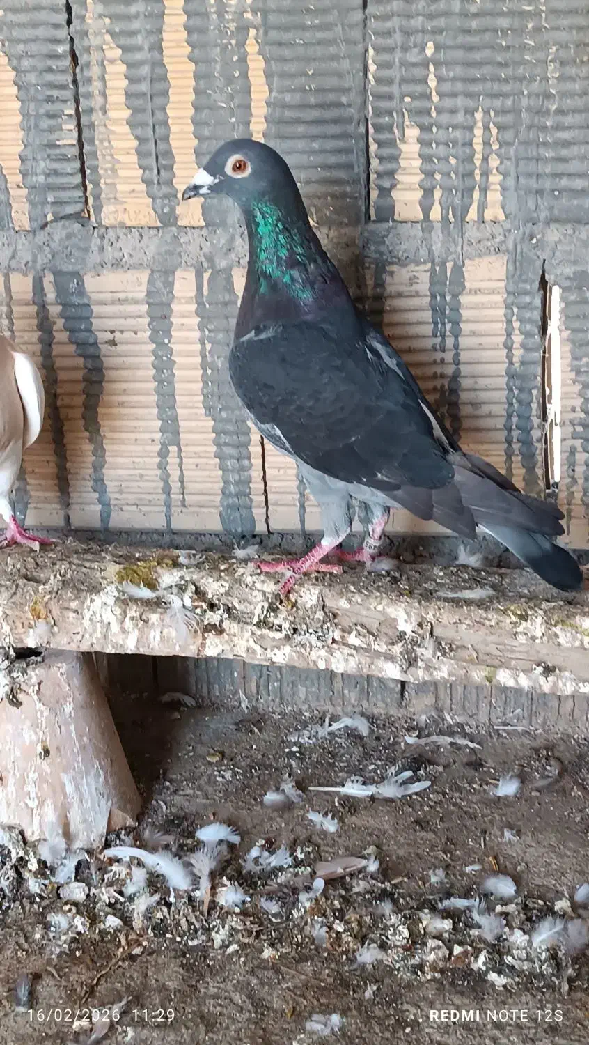 چند عدد کبوتر.|پرنده|امیدیه, |دیوار