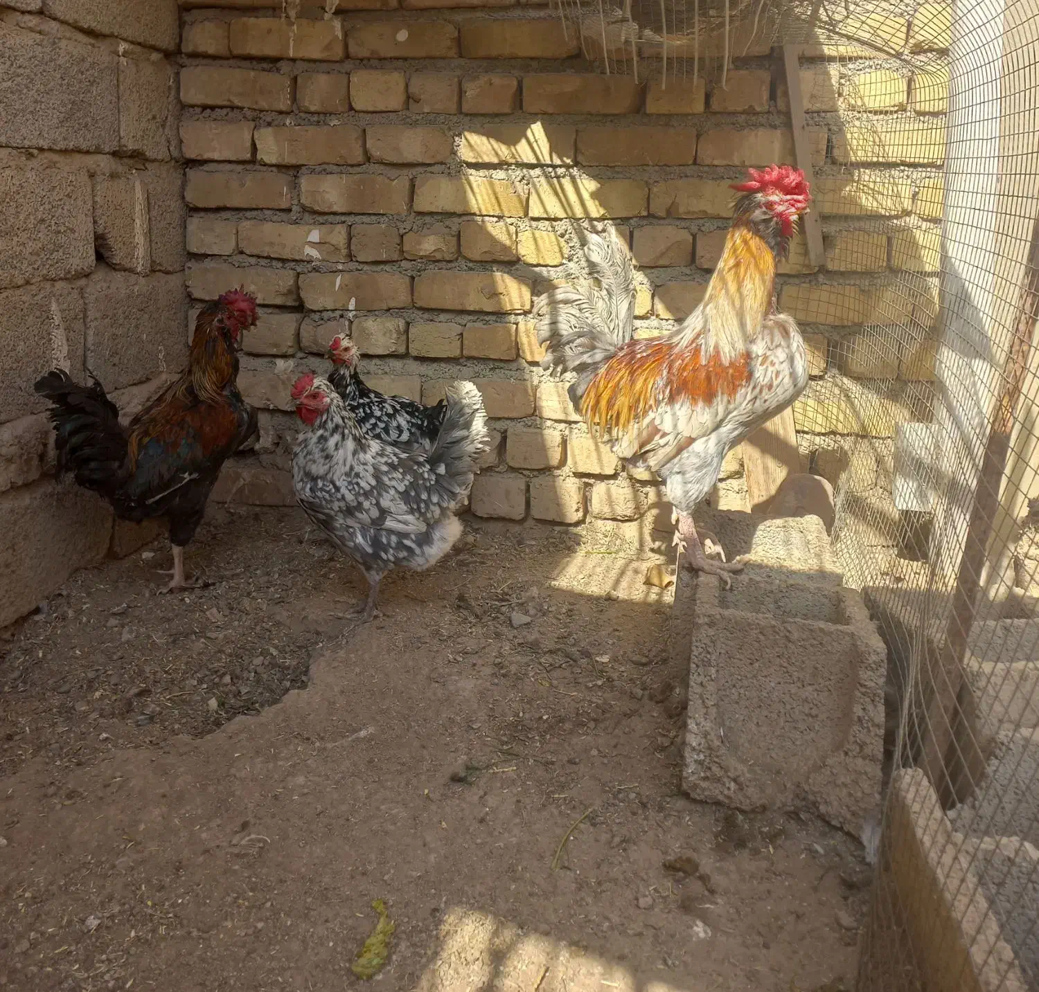 مرغ و خروس و اردک|حیوانات مزرعه|هشتگرد, هشتگرد قدیم|دیوار