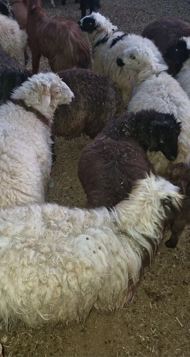 فروش بره و کهره|حیوانات مزرعه|لردگان, |دیوار