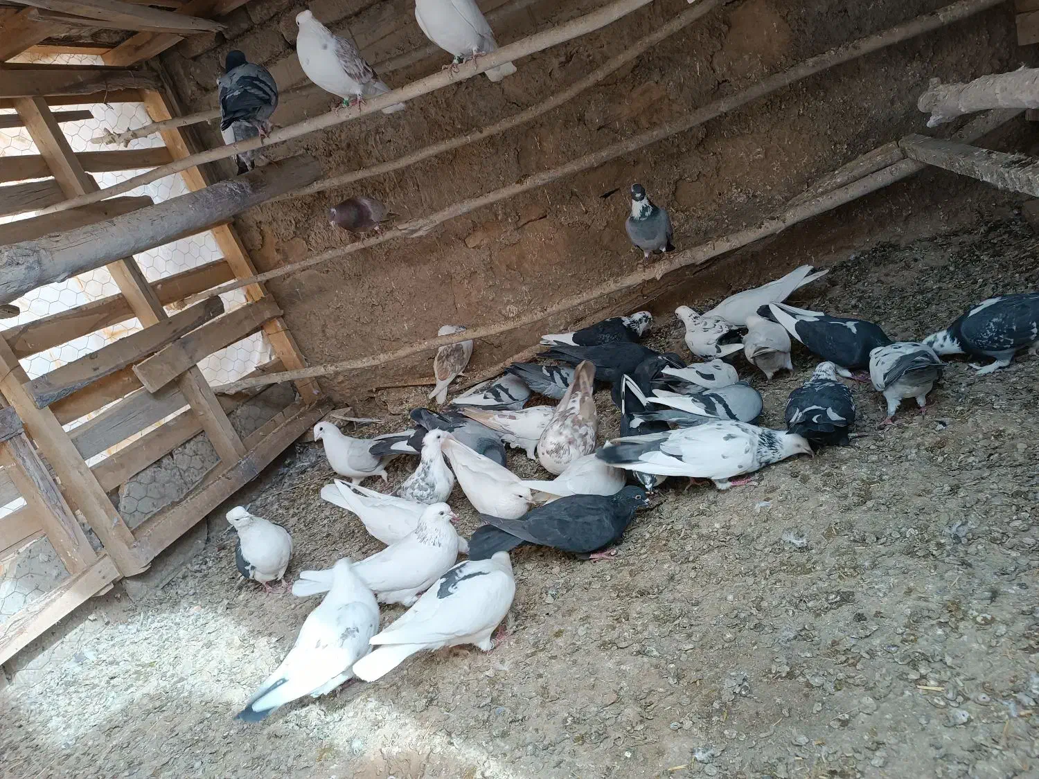 کبوتر پرشتی|پرنده|خزل, |دیوار