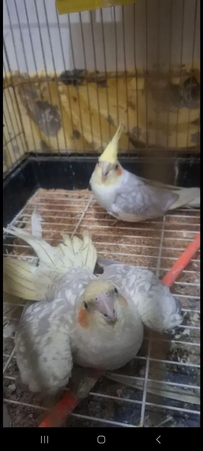 عروس هلندی|پرنده|بوکان, |دیوار