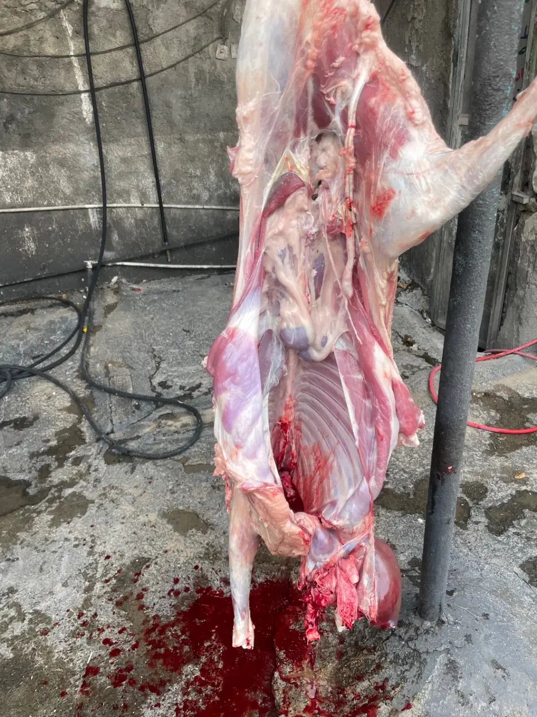 بره کشتاری همراه قصاب|حیوانات مزرعه|خمین, |دیوار