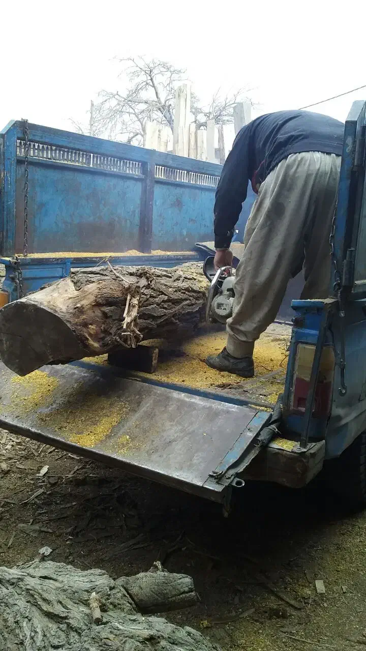 قطع کردن درخت برش درخت خرید درخت خریدچوب کندن درخت|خدمات باغبانی و درختکاری|مشهد, توس (بلوار توس)|دیوار