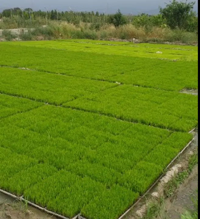 بذر شالی|گل و گیاه طبیعی|گرگان, |دیوار