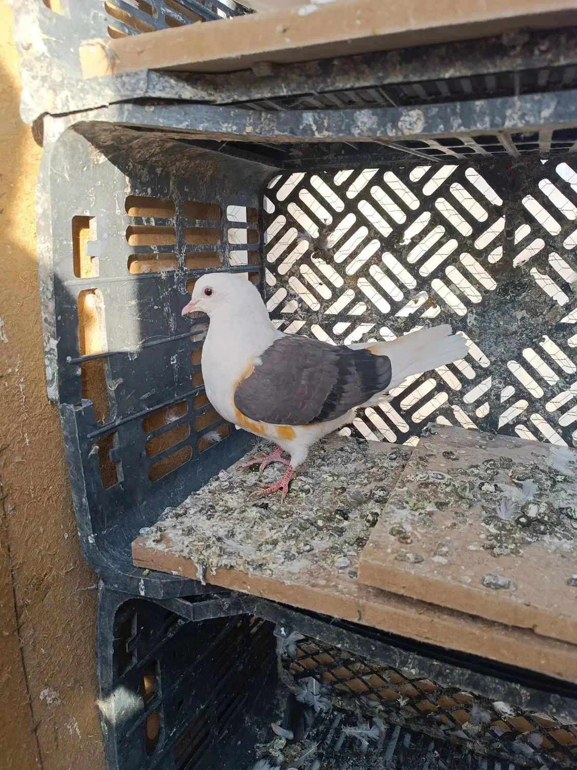 شازده .سرور|پرنده|رباطکریم, نصیرشهر|دیوار