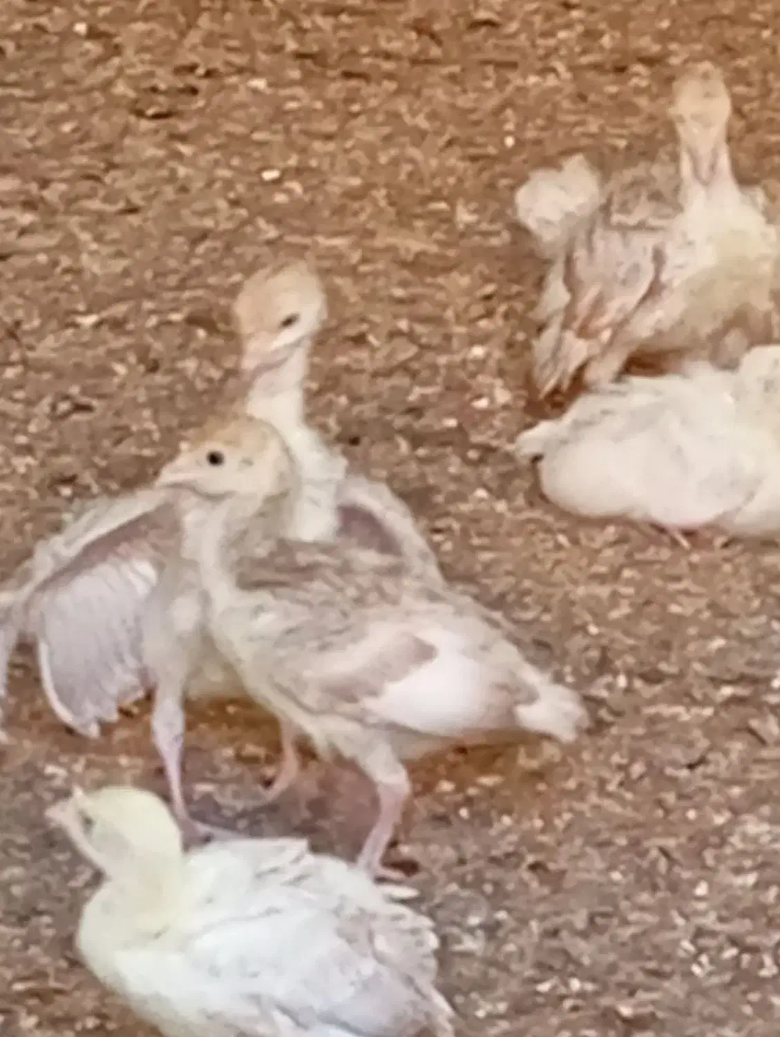 جوجه بوقلمون|حیوانات مزرعه|باسمنج, |دیوار