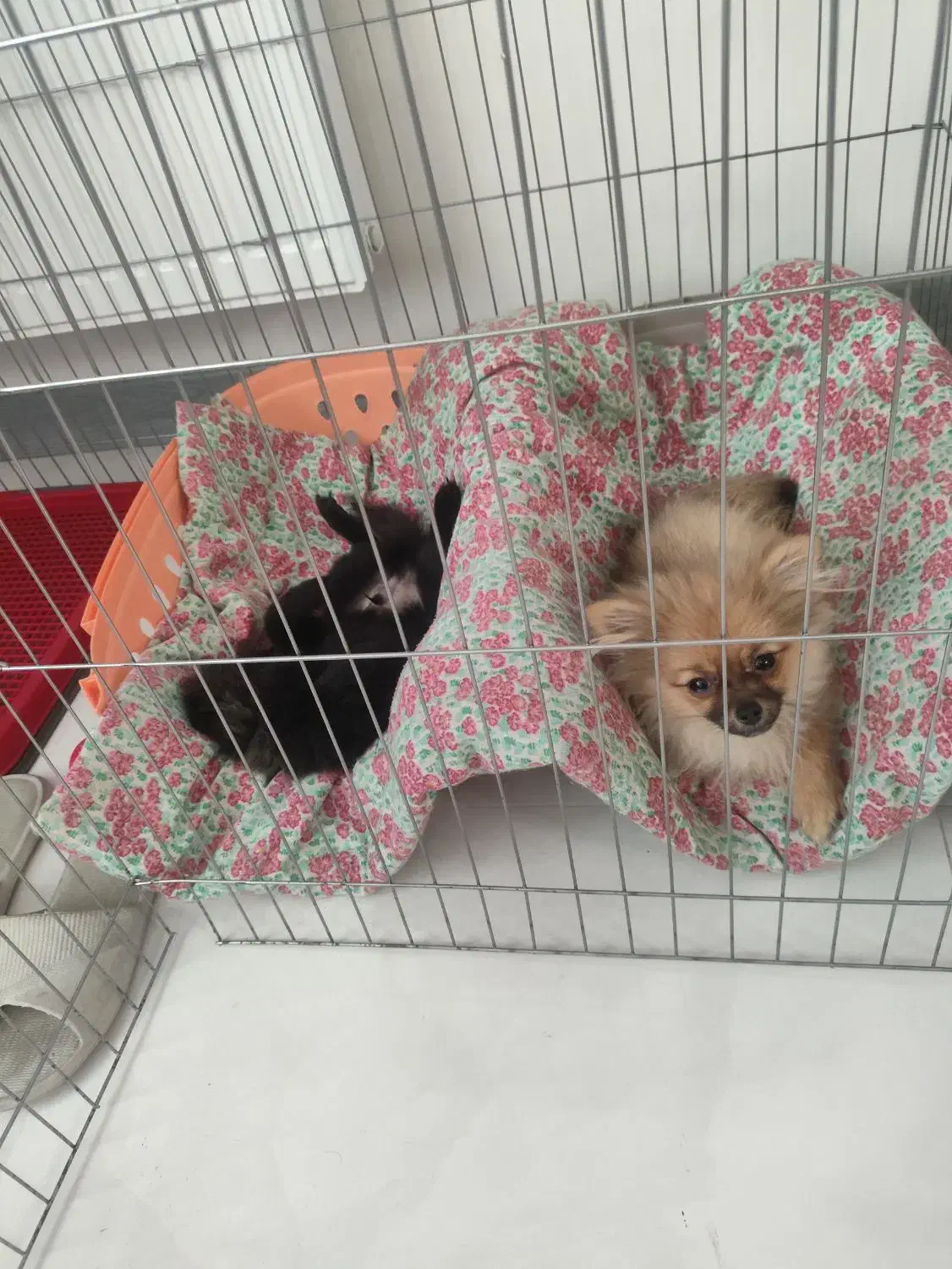 واگذاری|سگ|شاهین‌شهر, شهرک امام علی|دیوار