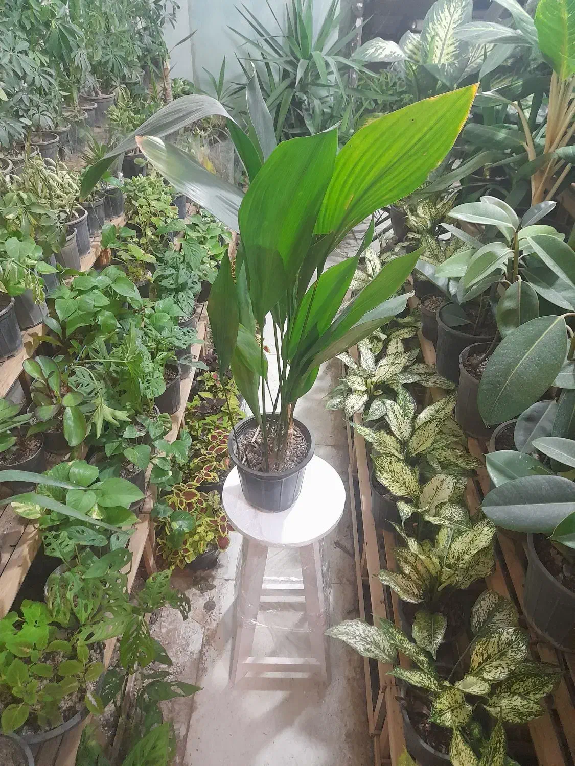 گیاه گلدان چی میخوای تعویض با انواع کاغذیجات باطله|گل و گیاه طبیعی|مشهد, شفا|دیوار