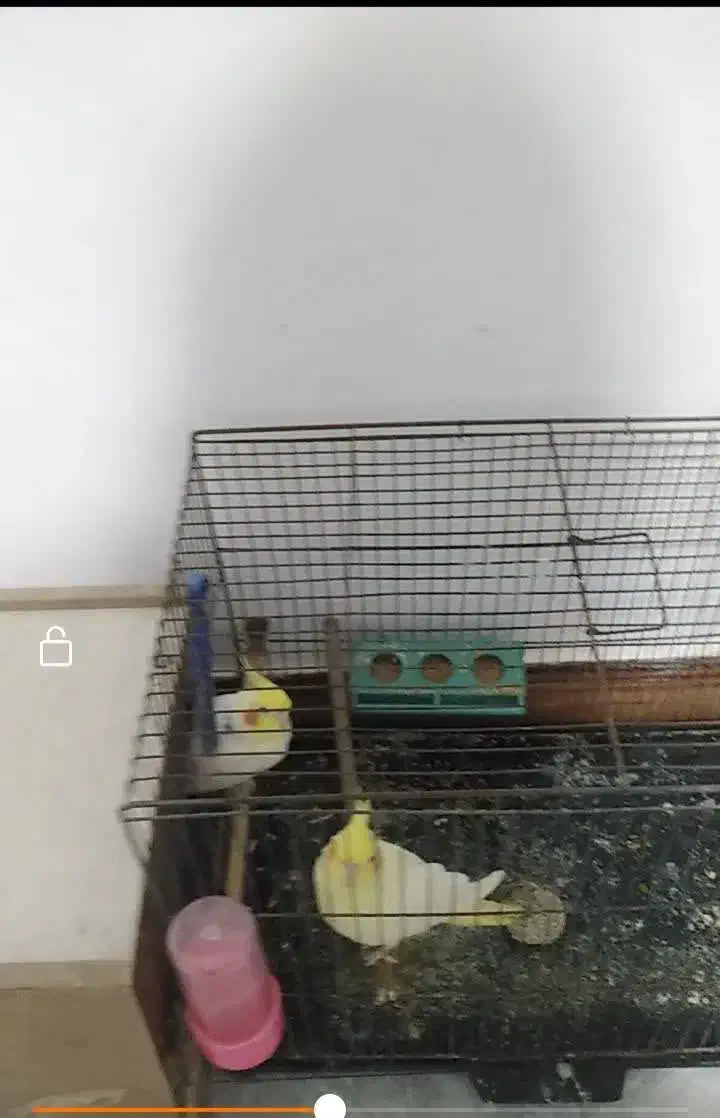 جفت کار داده|پرنده|طبس, |دیوار