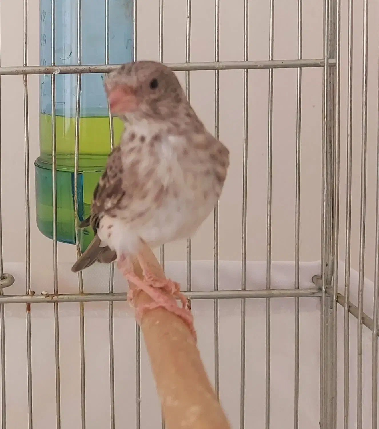 یاسمین طوسی نر (قناری سهره فنچ طوطی)|پرنده|تهران, کرمان|دیوار