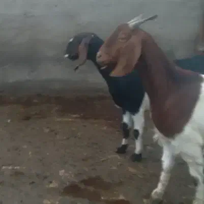 دوراس بز|حیوانات مزرعه|قم, ولیعصر|دیوار