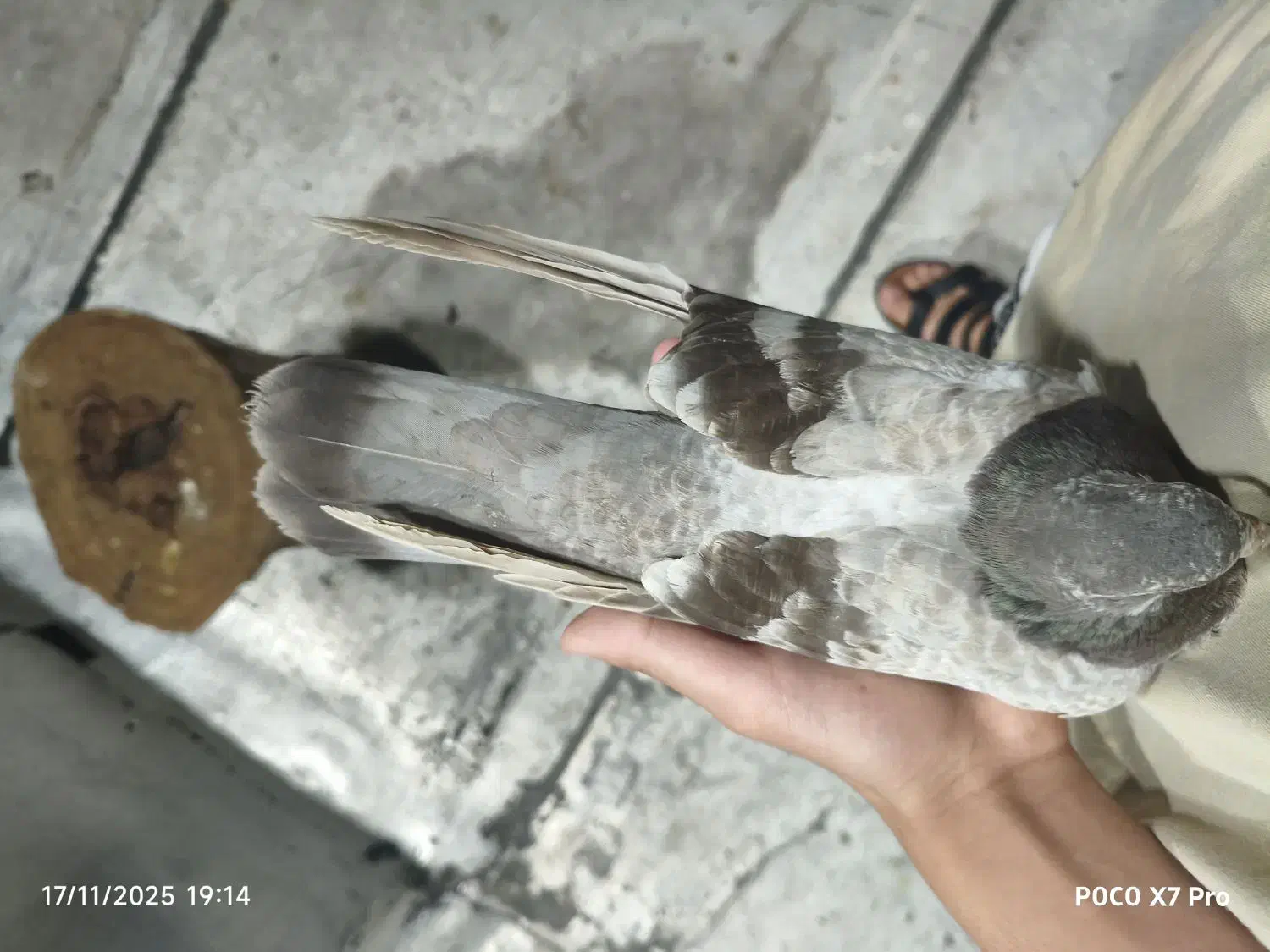 کاغذی تهرانی|پرنده|بندر ماهشهر, |دیوار