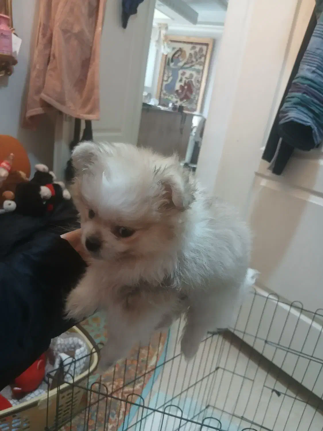 توله سگ پامر|سگ|تهران, کرمان|دیوار