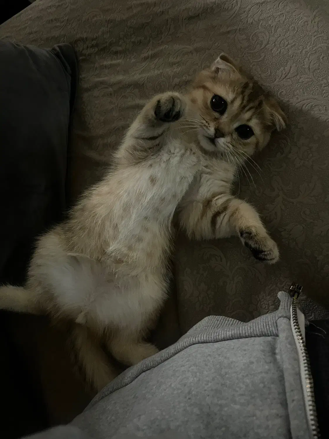 گربه|گربه|تهران, یوسف‌آباد|دیوار