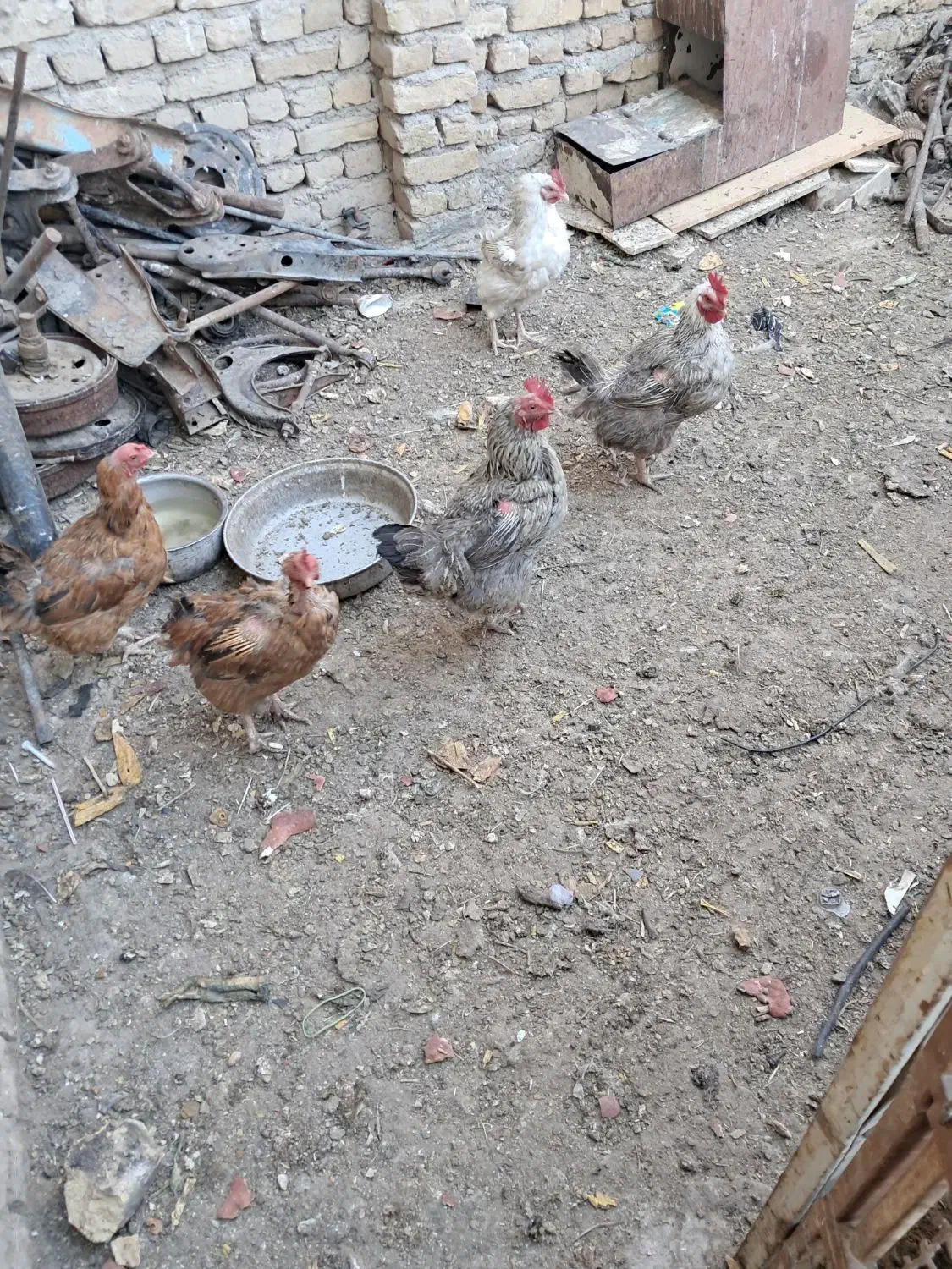 مرغ محلی تخمی ۵عدد دانه۲۷۰|حیوانات مزرعه|تربتحیدریه, حاجی یار|دیوار