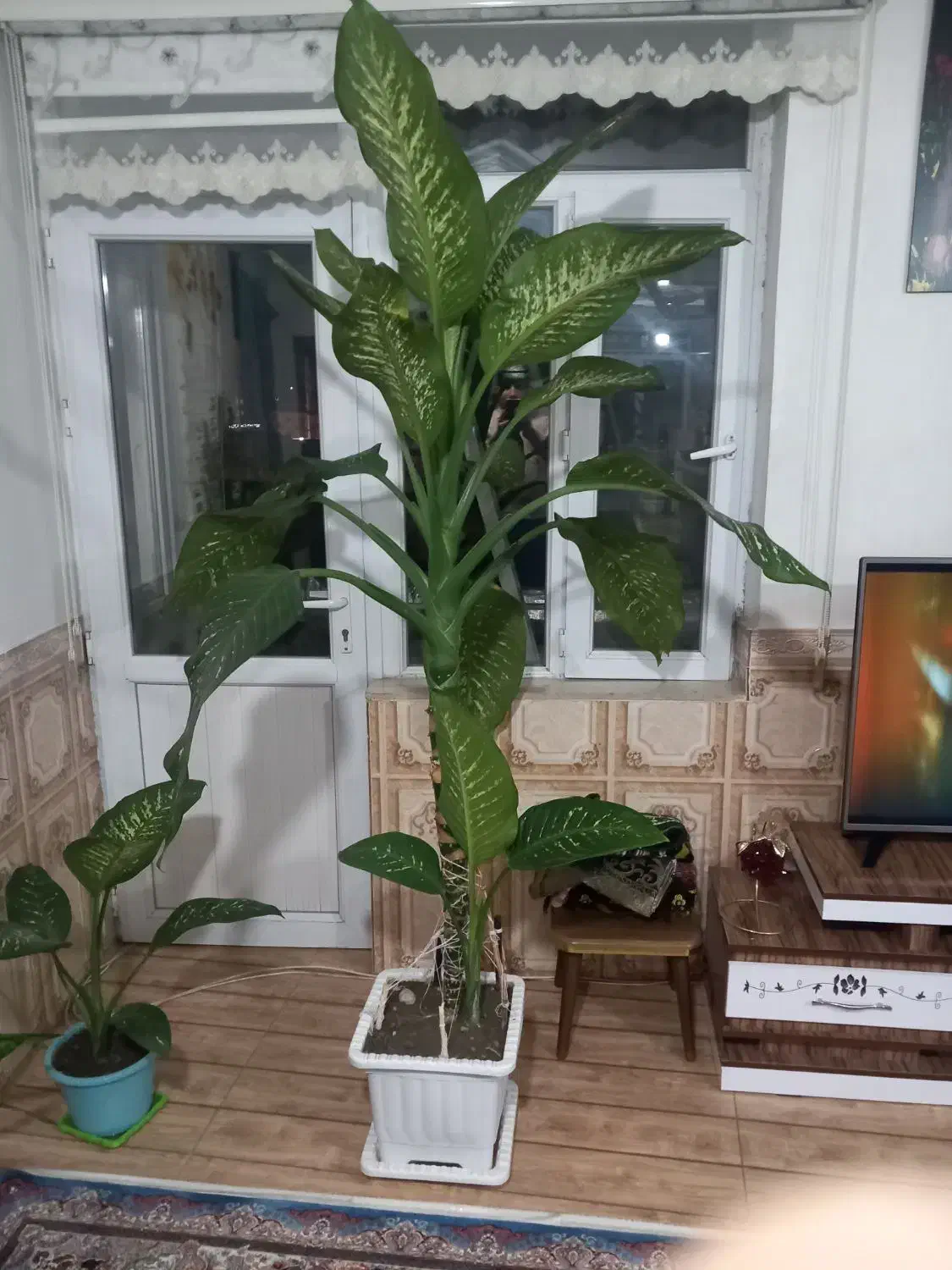 گل طبیعی|گل و گیاه طبیعی|ارومیه, |دیوار