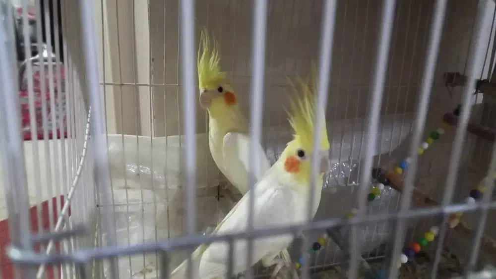 قشنگ هس|پرنده|فسا, |دیوار