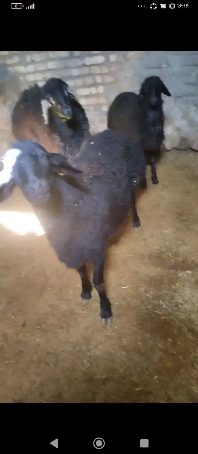 گوسفند هترو|حیوانات مزرعه|قیدار, |دیوار