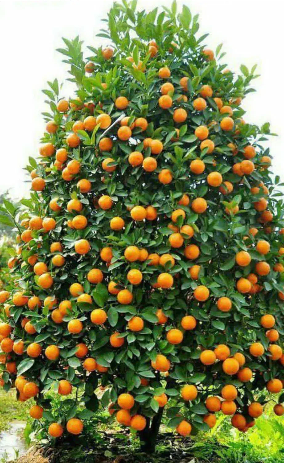 خریدار نارنگی نارنج نارنج|خدمات باغبانی و درختکاری|آمل, |دیوار