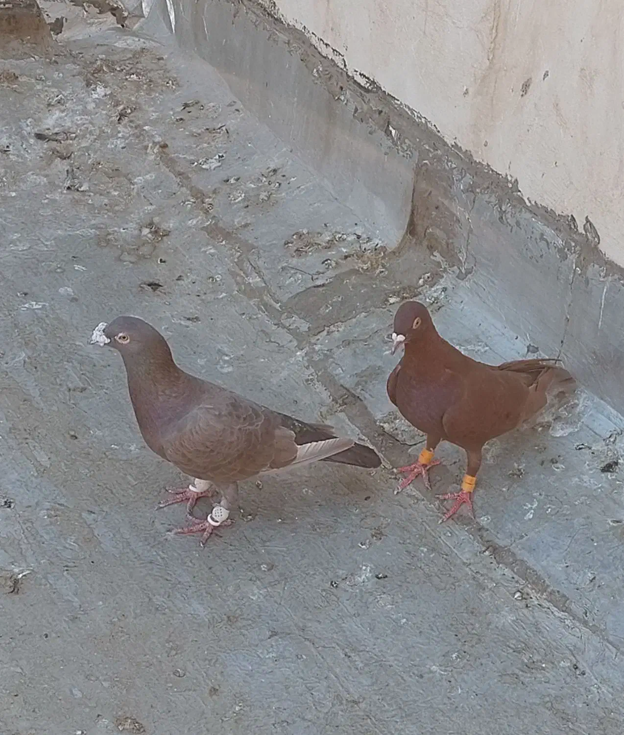 جفت دورگ درجه یک|پرنده|خرمشهر, |دیوار