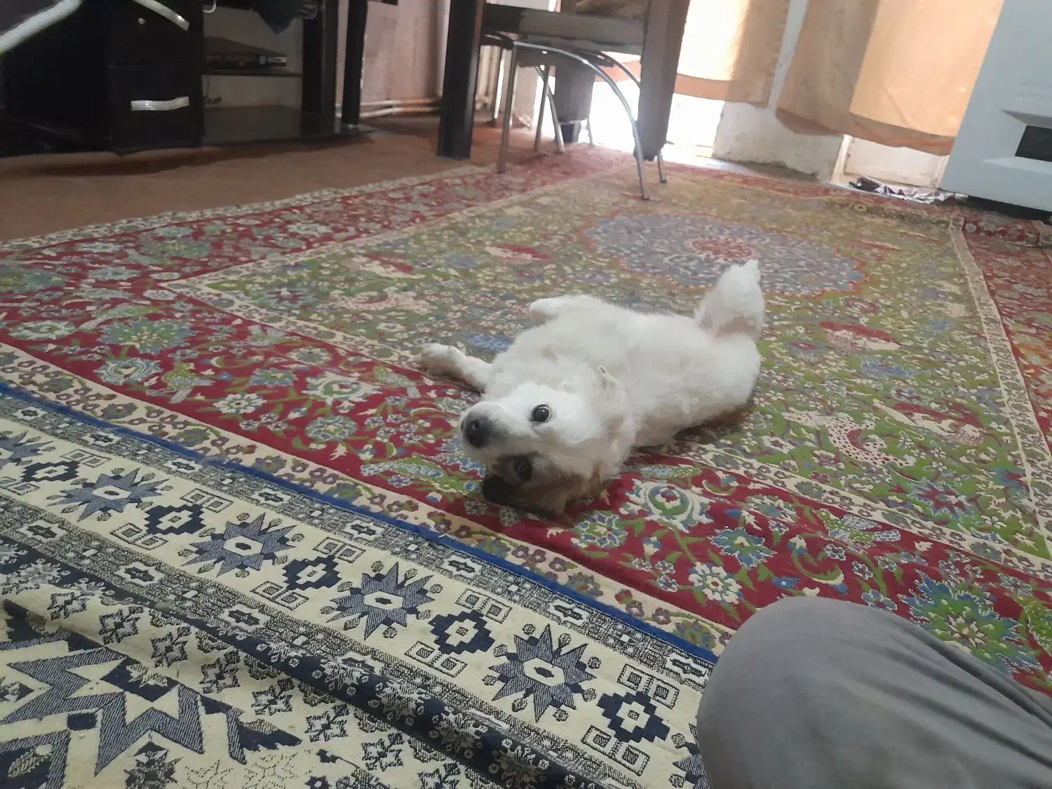 سگ فیندو روباهی واگذاری|سگ|سنندج, |دیوار