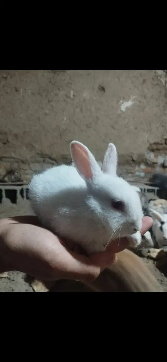 بچه خرگوش|موش و خرگوش|گنبد کاووس, |دیوار