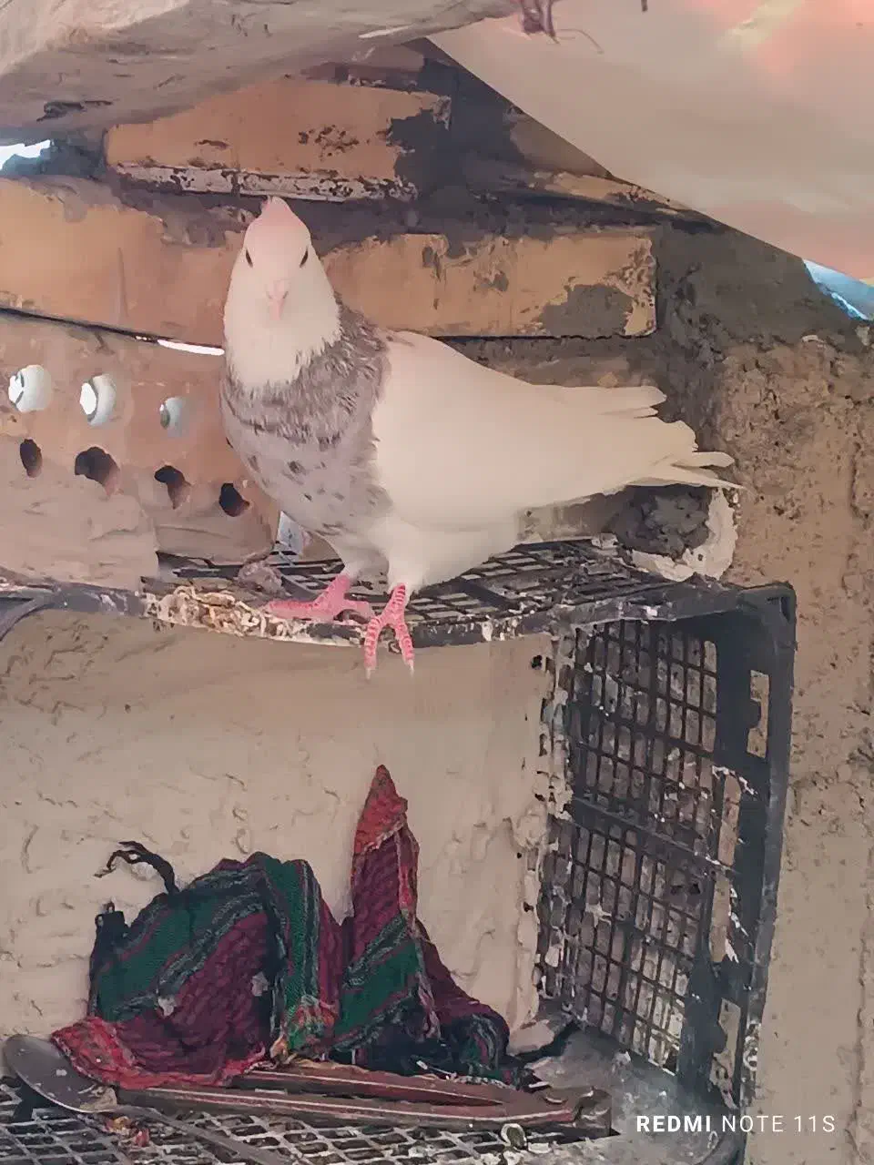 تعدادی طوقی|پرنده|مبارکه, |دیوار