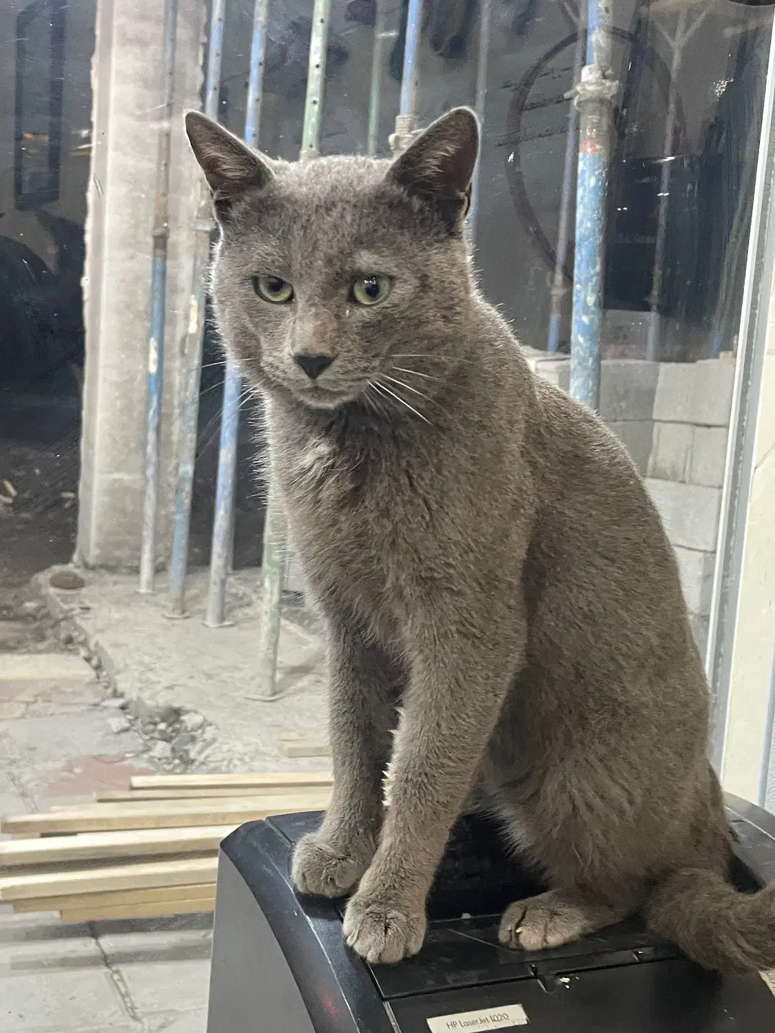 گربه پیدا شده|حیوانات|بندر انزلی, پردیس|دیوار