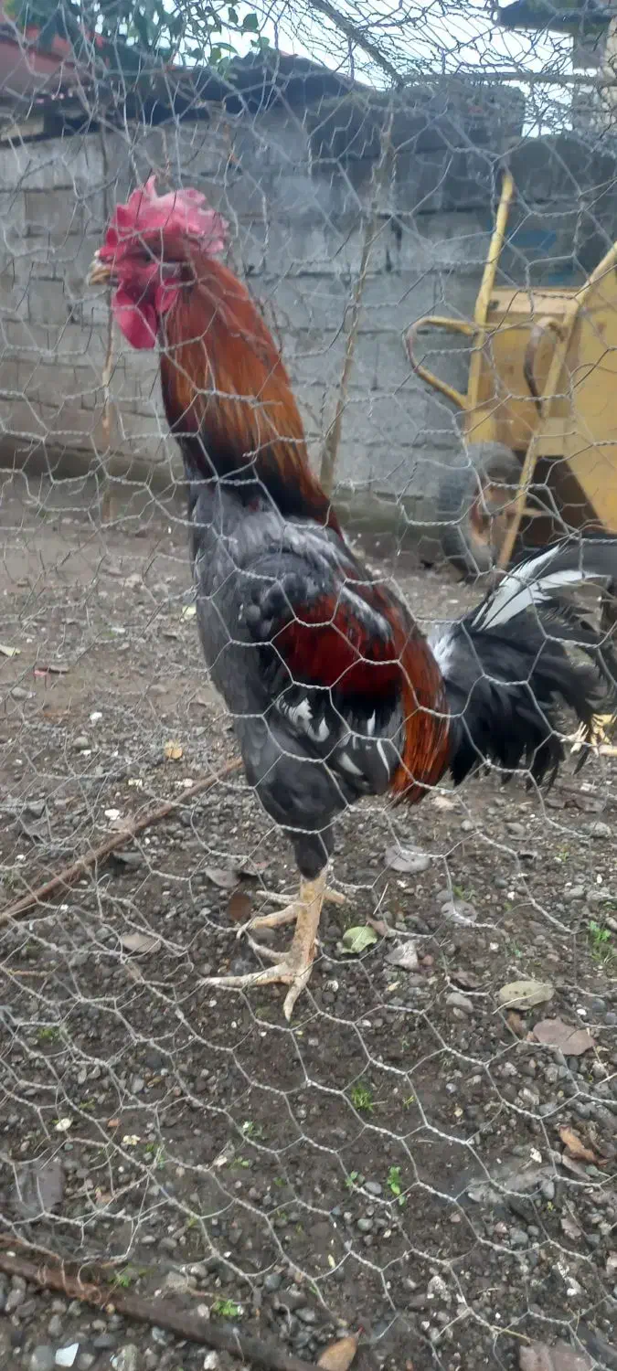 لاری اصیل|حیوانات مزرعه|حویق, |دیوار