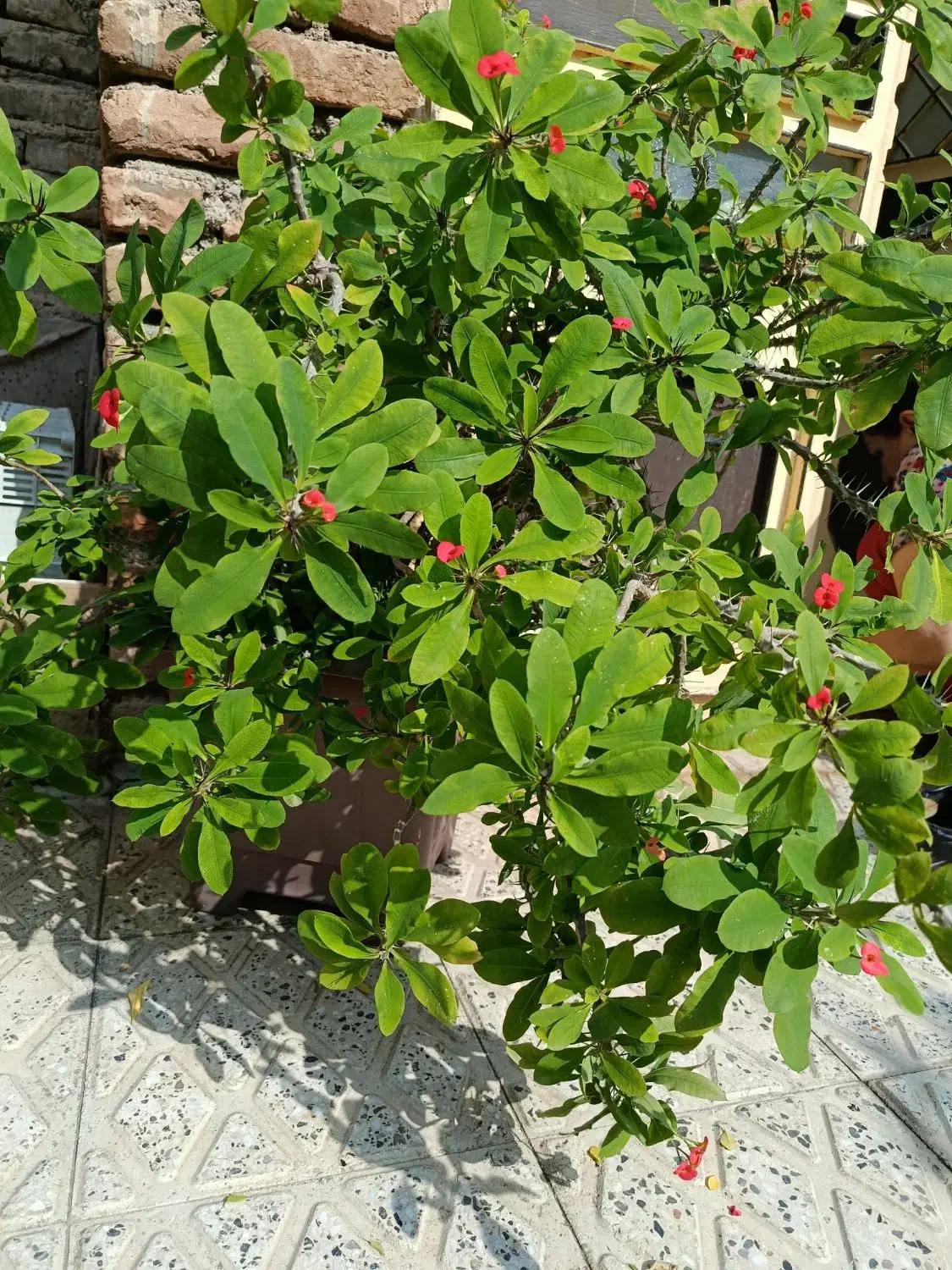 گل زیبا|گل و گیاه طبیعی|ارومیه, |دیوار