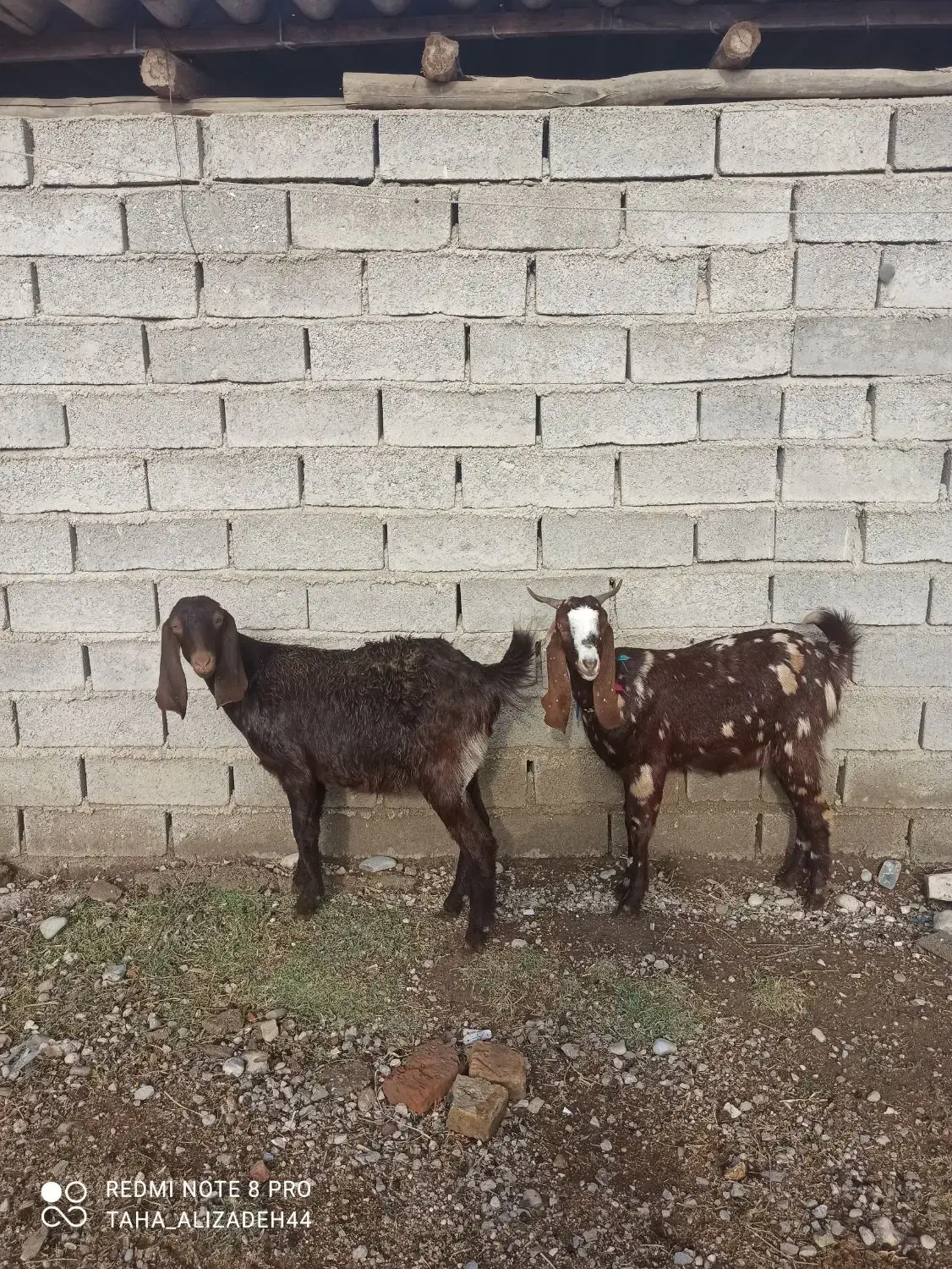 دوراس بزغاله|حیوانات مزرعه|گنبد کاووس, |دیوار