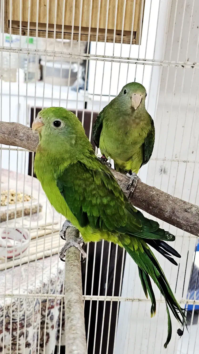 طوطی بارابان وجفت مولد طوطی ملنگو سبز|پرنده|بندرعباس, |دیوار