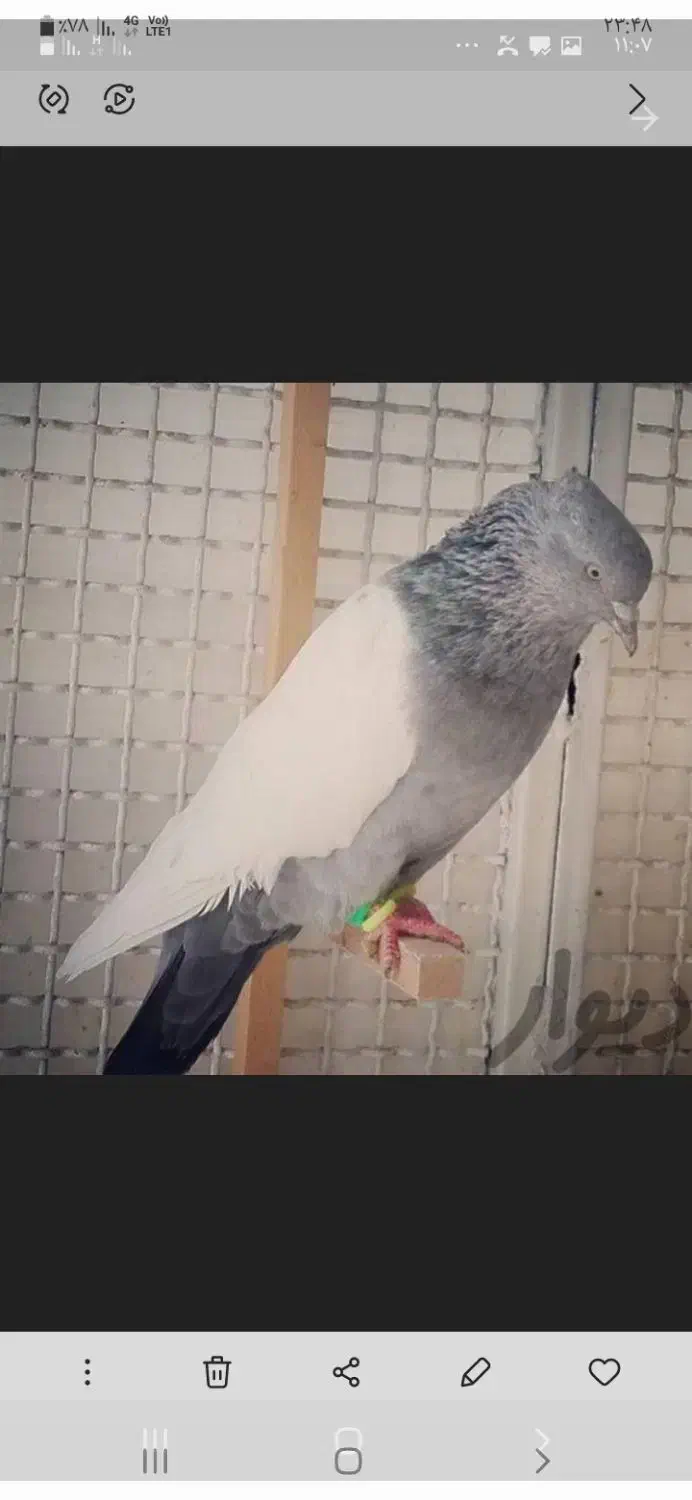 سینه سبز|حیوانات|شیراز, سیاه سنگ|دیوار