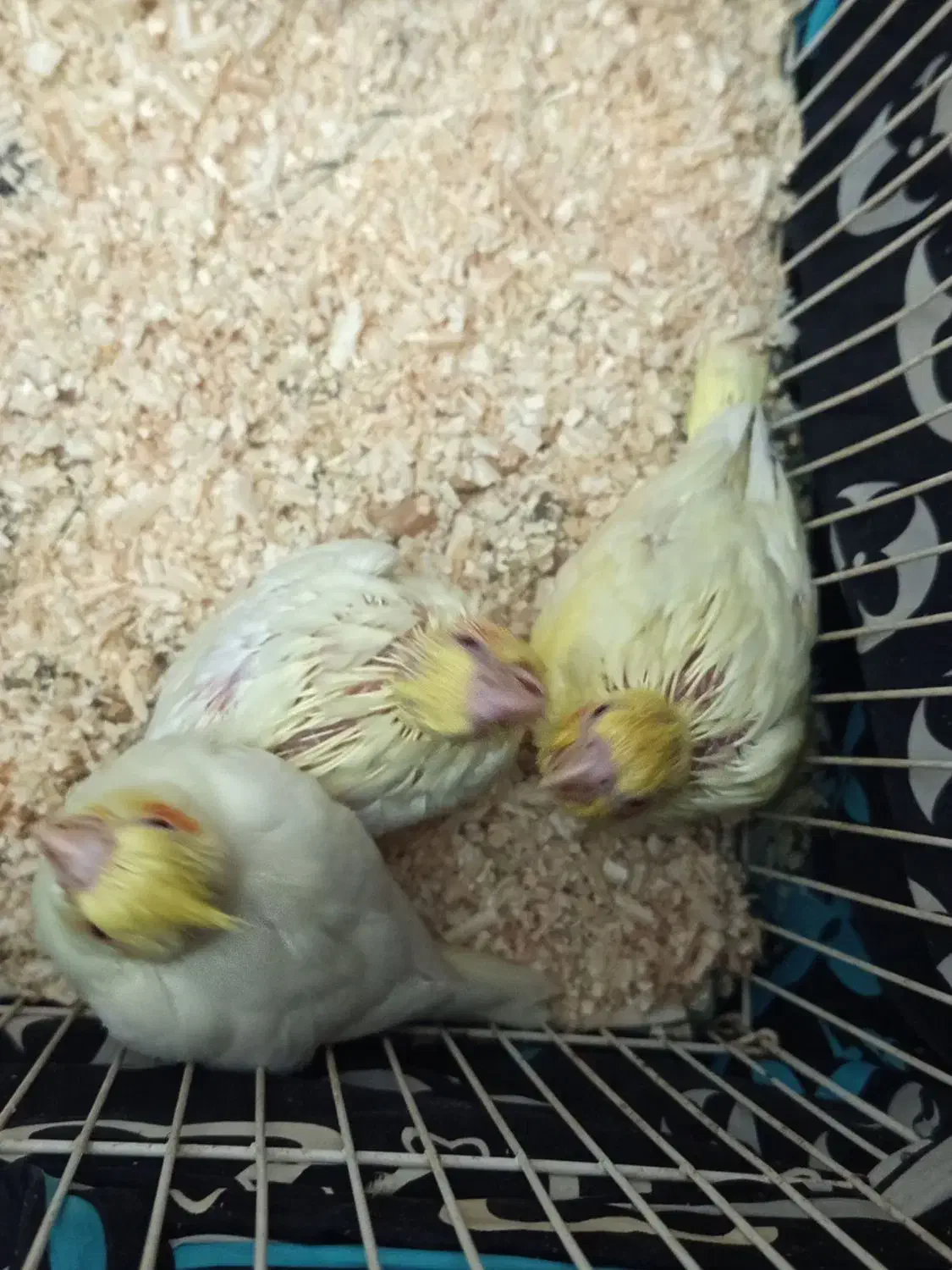 جوجه عروس هلندی سرلاکی|پرنده|قرچک, شهرک طلائیه|دیوار