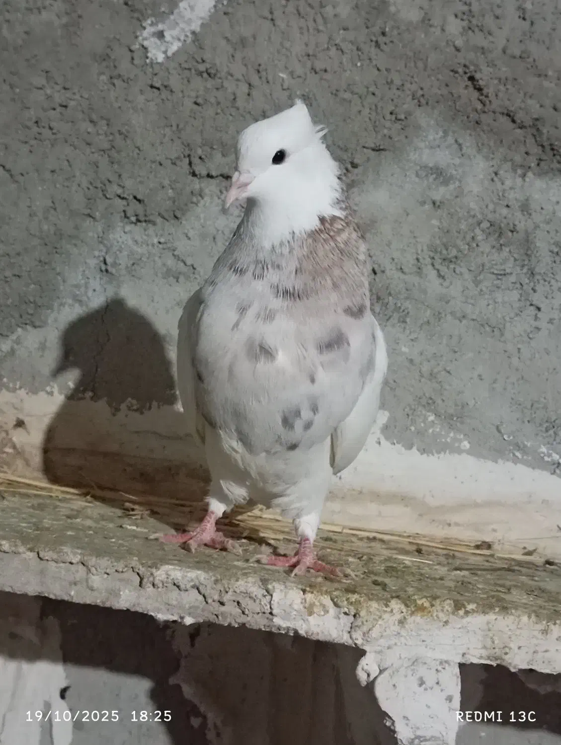 کبوتر طوقی|پرنده|چرداول, |دیوار