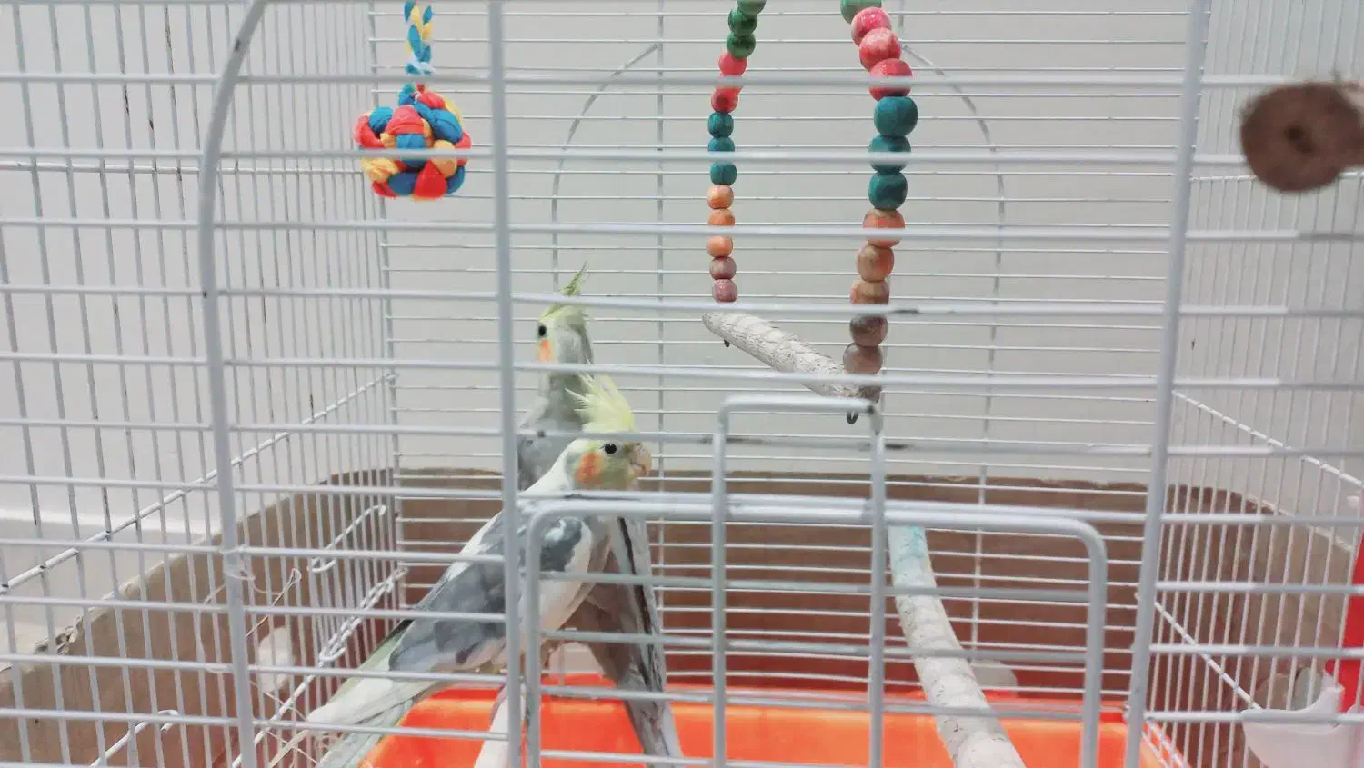 عروس هلندی جفت|پرنده|هشتگرد, فاز ۱ مهستان|دیوار