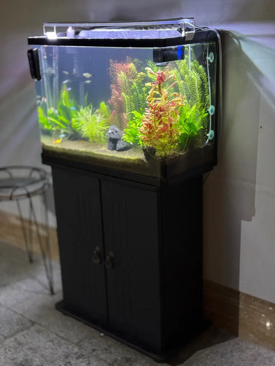 اکواریوم شرکتی پلنت گیاهی|ماهی|مشهد, رضاشهر|دیوار