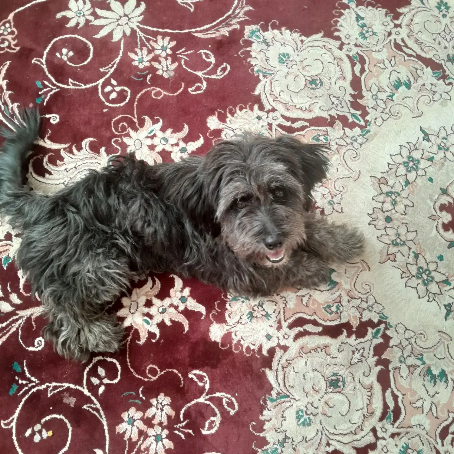 سگ شیتزو|سگ|بیرجند, |دیوار