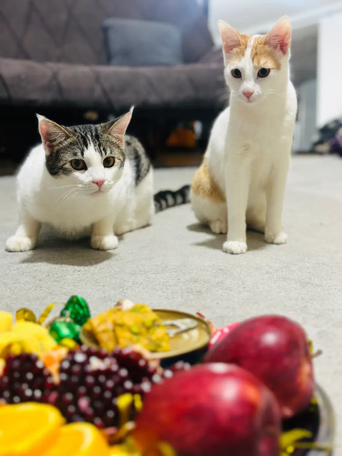 واگذاری گربه|گربه|تهران, تهرانپارس جنوبی|دیوار