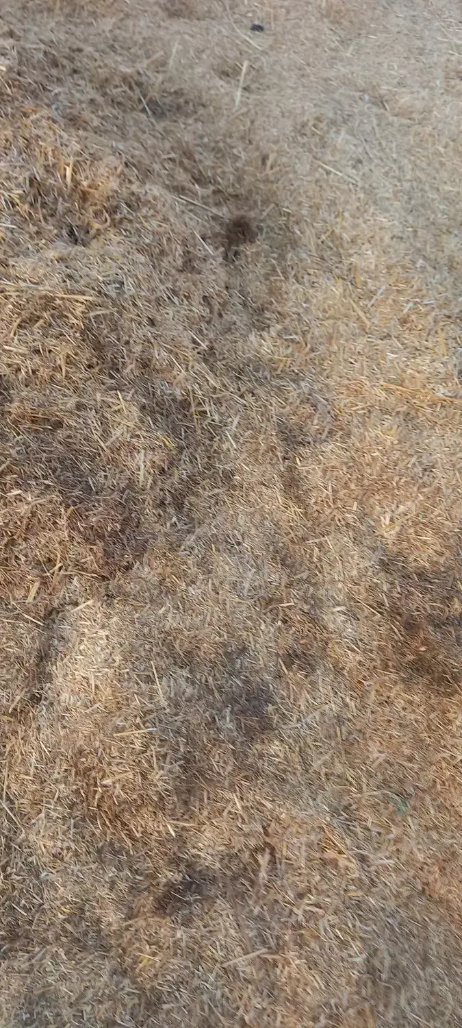 کاه|لوازم جانبی حیوانات|شراء, |دیوار