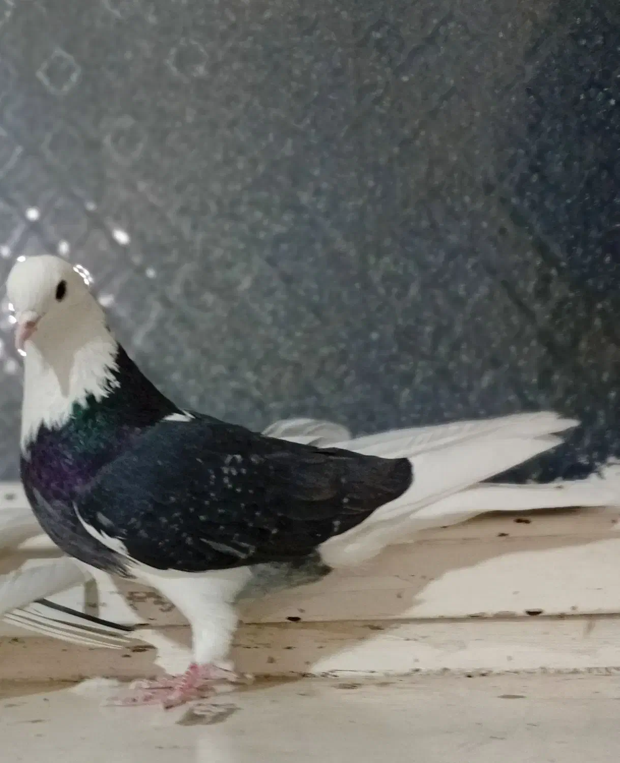 کفتر کبوتر|پرنده|تهران, سبلان (لشگر)|دیوار