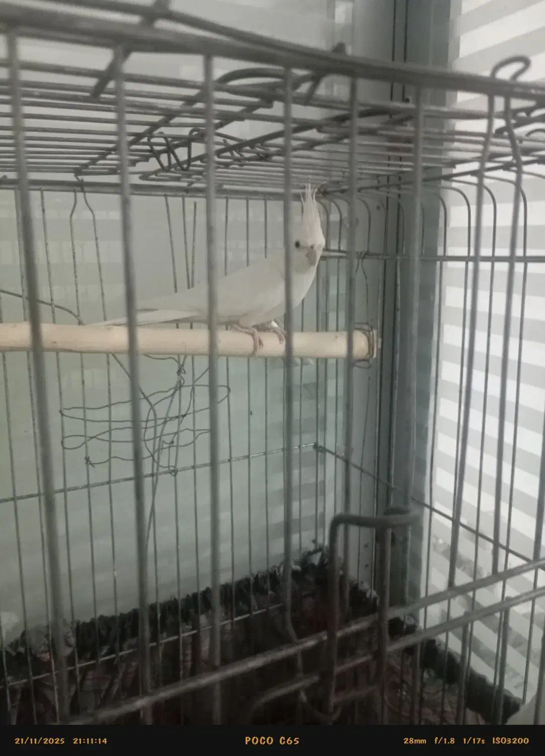 عروس هلندی بالغ|پرنده|پاکدشت, پاکدشت (مامازند)|دیوار