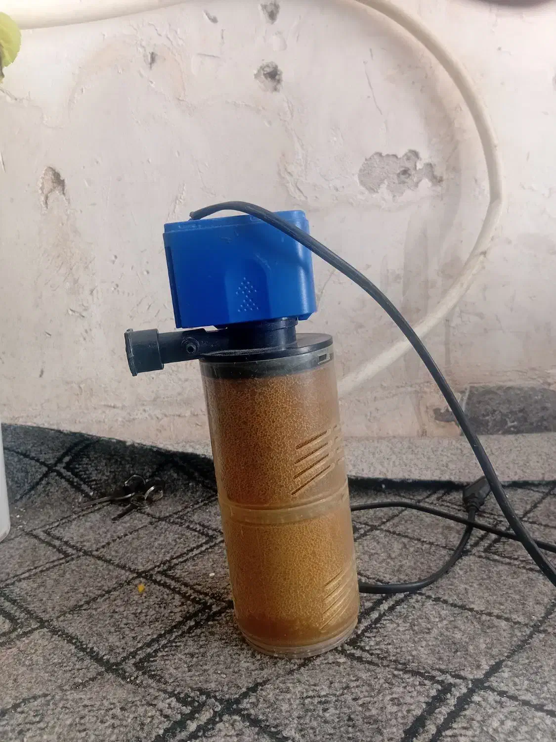 اکواریوم|ماهی|بندرعباس, |دیوار