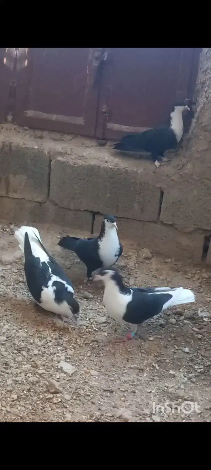 فروشی کفتر رنگی|پرنده|سراوان, |دیوار