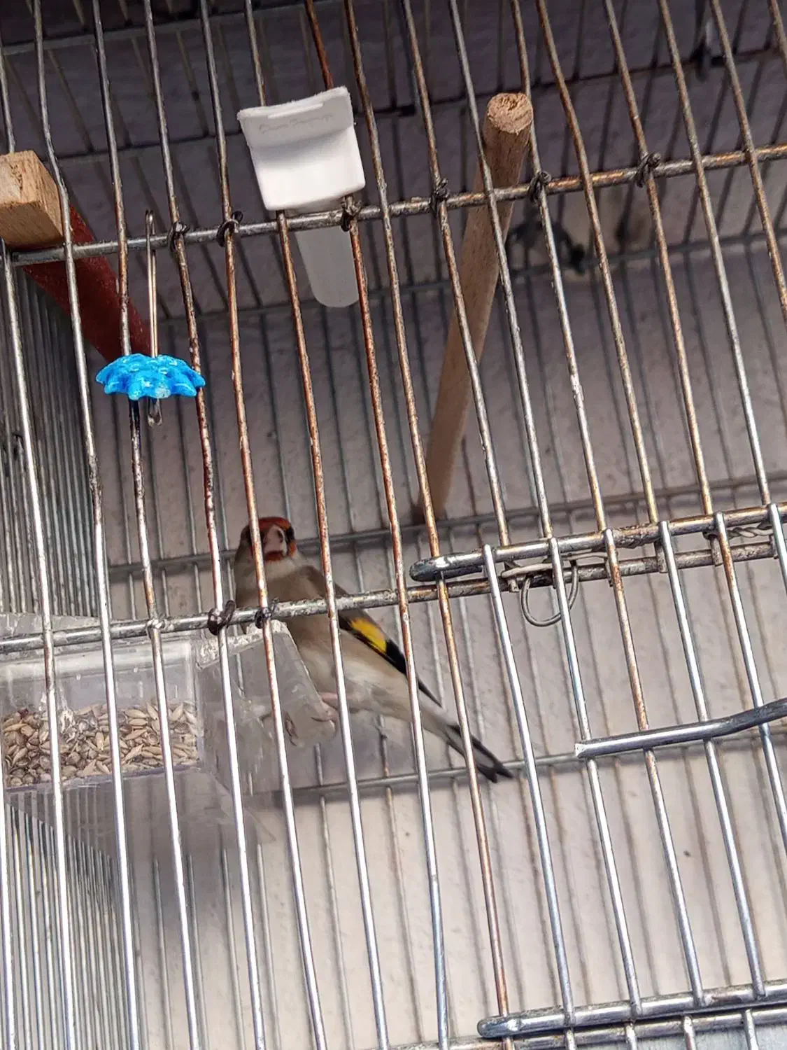 سره نر خراسان|پرنده|بومهن, |دیوار