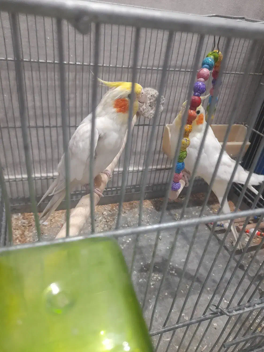 عروس هلندی لوتیتو جفت مولد|پرنده|تهران, مسگرآباد|دیوار