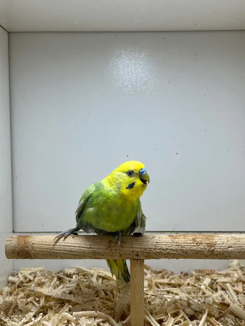 مرغ عشق رنگین کمانی نر|پرنده|گنبد کاووس, |دیوار