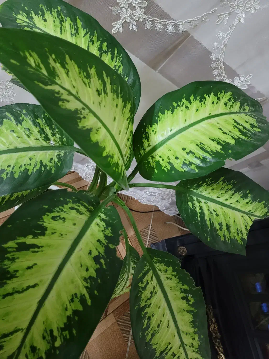 گل دیفن۷|گل و گیاه طبیعی|کاشمر, |دیوار