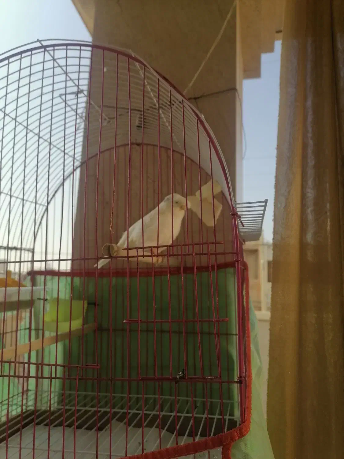 قناری|پرنده|برازجان, |دیوار